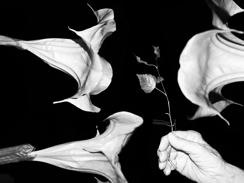 Feierlichkeit 121 II (H