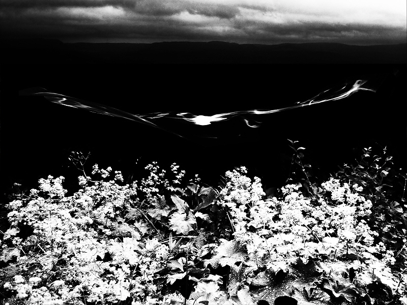 Feierlichkeit 137 (B