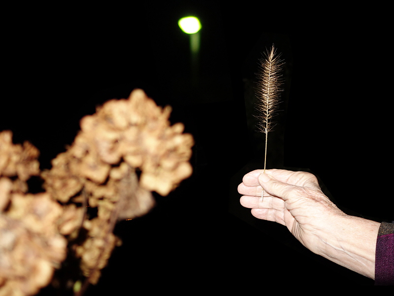 Feierlichkeit 154 (H