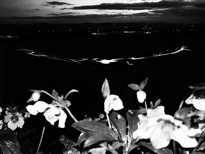 Feierlichkeit 158 (B