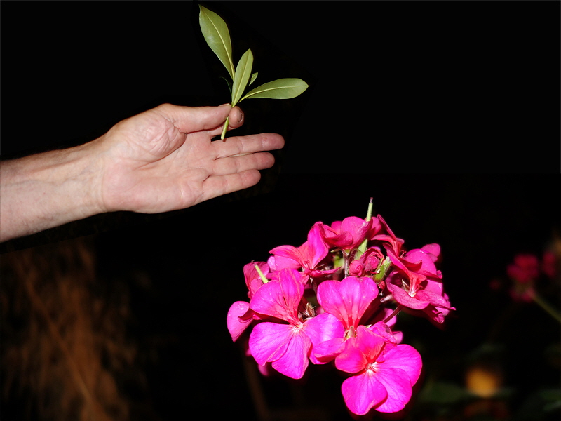 Feierlichkeit 166 (H